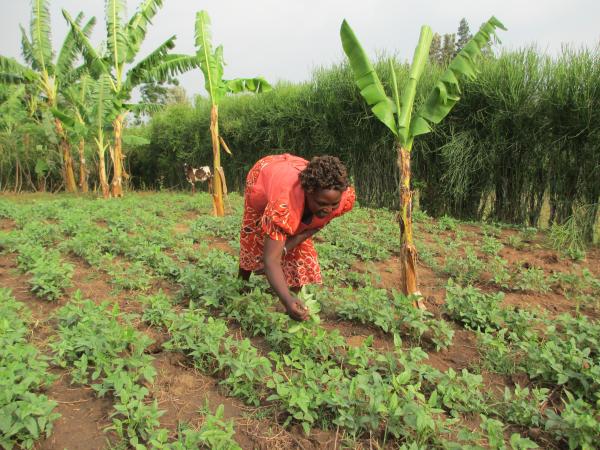 Women tending organic crops, Kenya