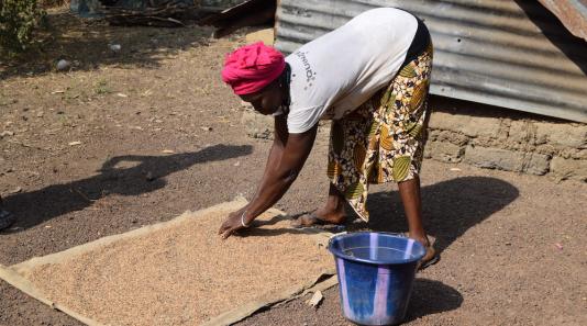 Woman spreading grain on a sheet, Sierra Leone
